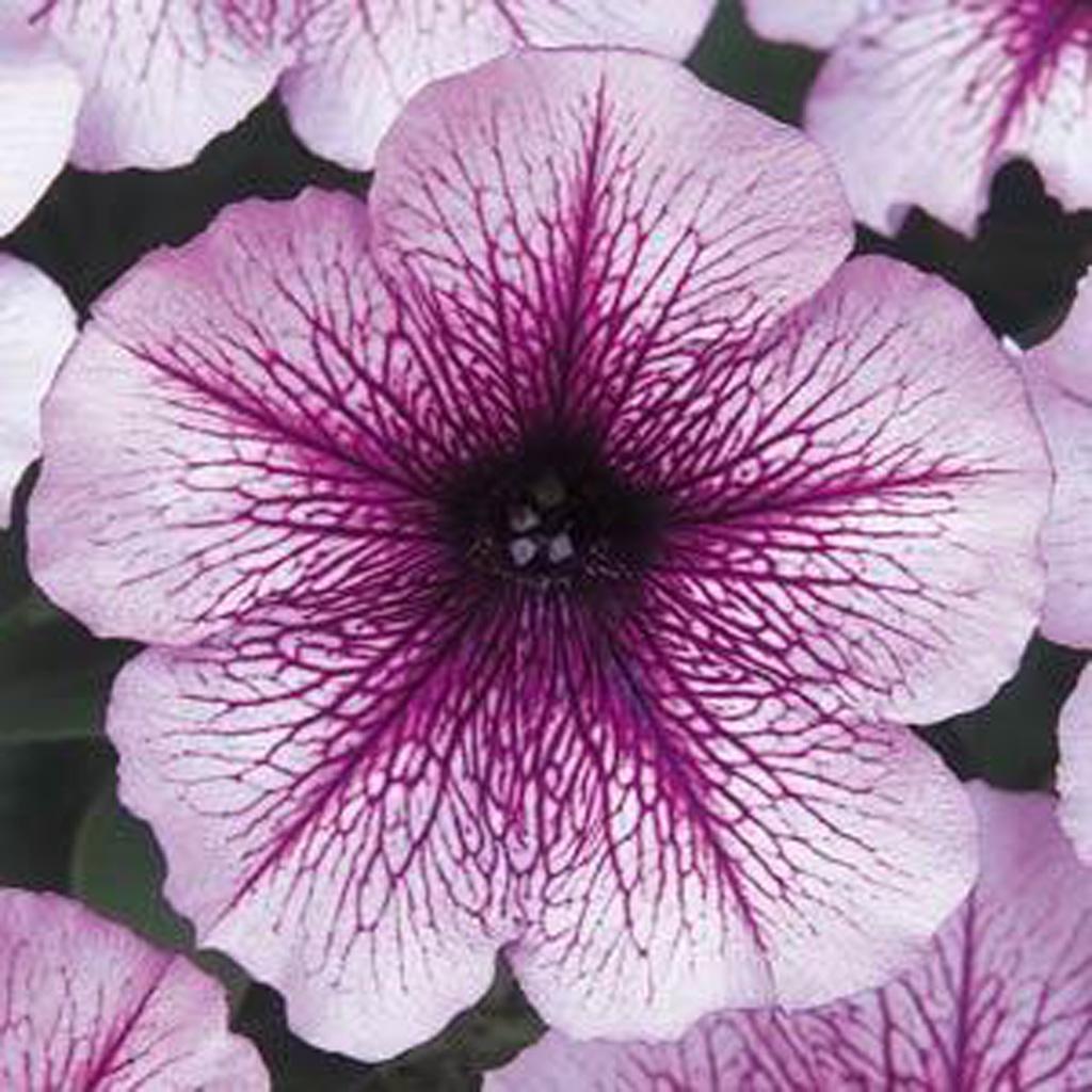 Petunia Madness Plum Crazy - View 2 from www redcrocus com