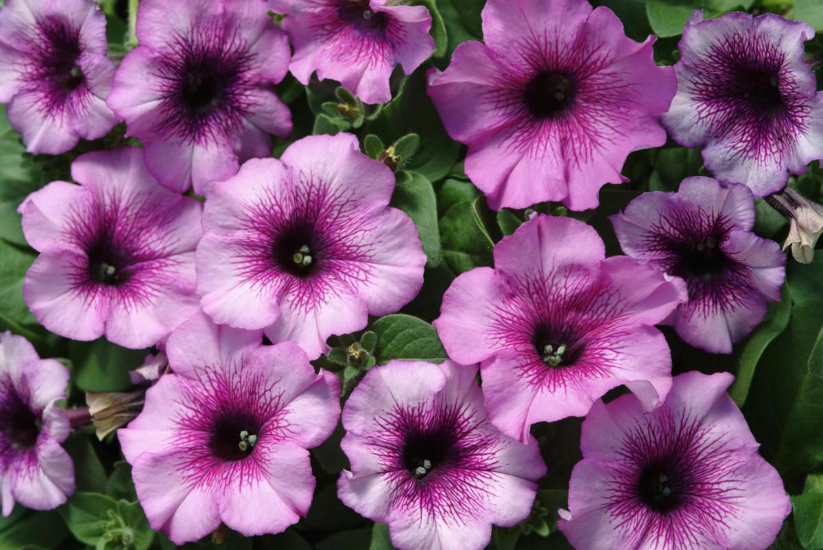 Petunia Madness Plum Crazy - View 3 from www redcrocus com