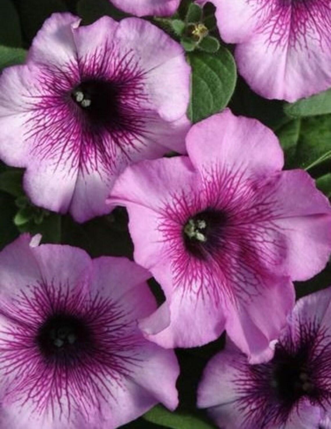 Petunia Madness Plum Crazy - View 4 from www redcrocus com
