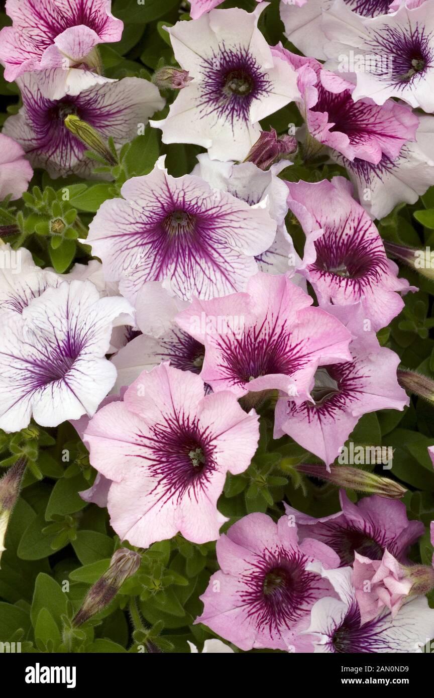 Petunia Madness Plum Crazy - View 6 from www redcrocus com