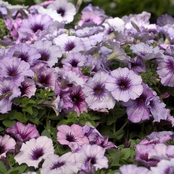 Petunia Madness Plum Crazy - View 7 from www redcrocus com