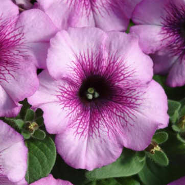 Petunia Madness Plum Crazy - View 8 from www redcrocus com