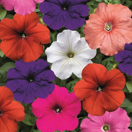 Petunia Hurrah Flag Mix - View 1 from www redcrocus com