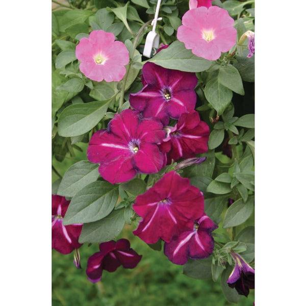 Petunia Hurrah Flag Mix - View 6 from www redcrocus com