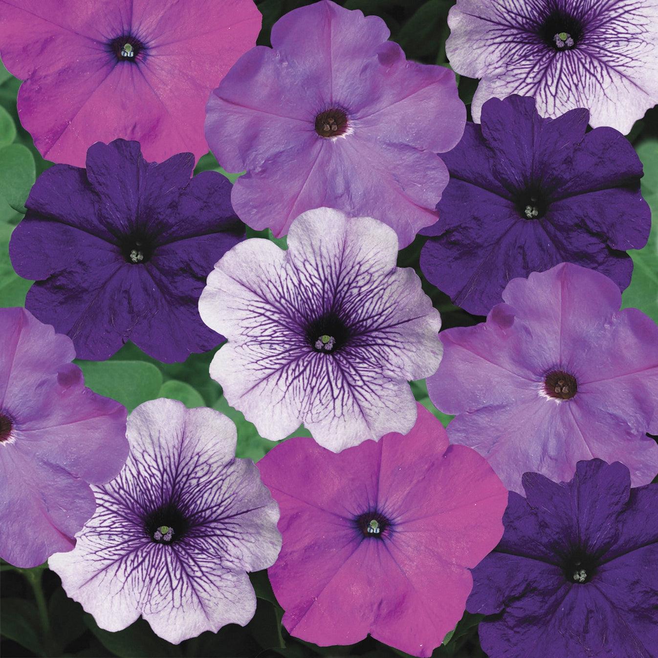 Petunia Hurrah Flag Mix - View 8 from www redcrocus com
