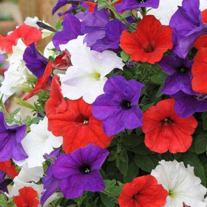 Petunia Hurrah Flag Mix - View 9 from www redcrocus com