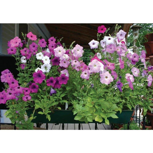 Petunia Hurrah White - View 10 from www redcrocus com
