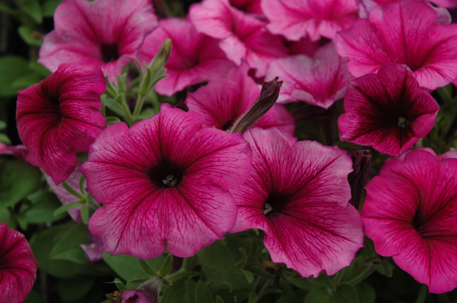 Petunia Hurrah White - View 13 from www redcrocus com