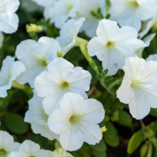 Petunia Hurrah White - View 2 from www redcrocus com
