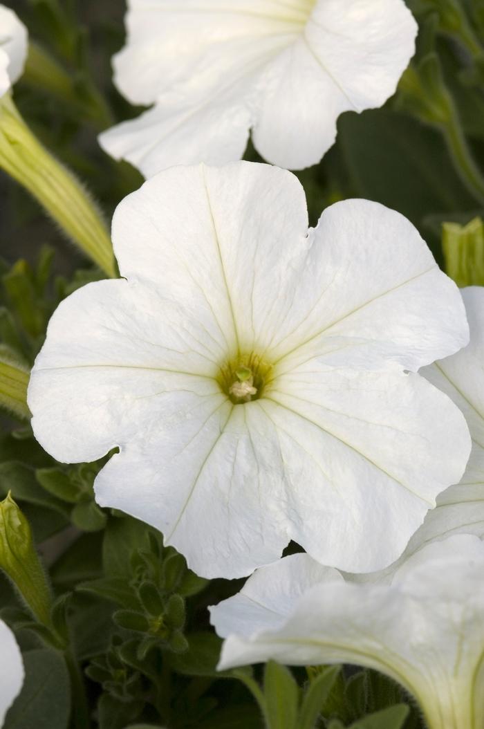Petunia Hurrah White - View 2 from www redcrocus com