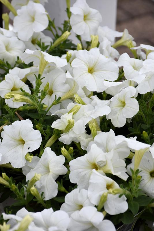 Petunia Hurrah White - View 4 from www redcrocus com