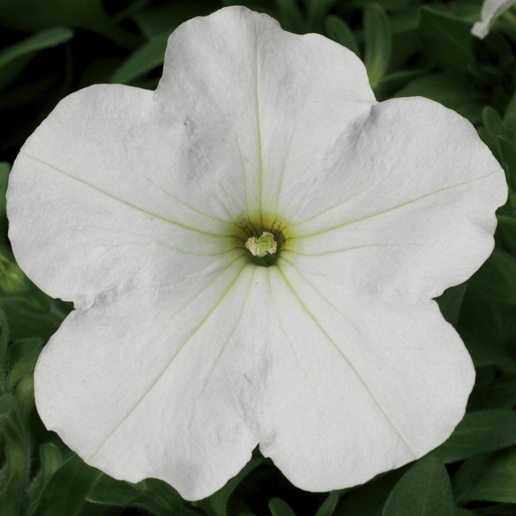 Petunia Hurrah White - View 5 from www redcrocus com