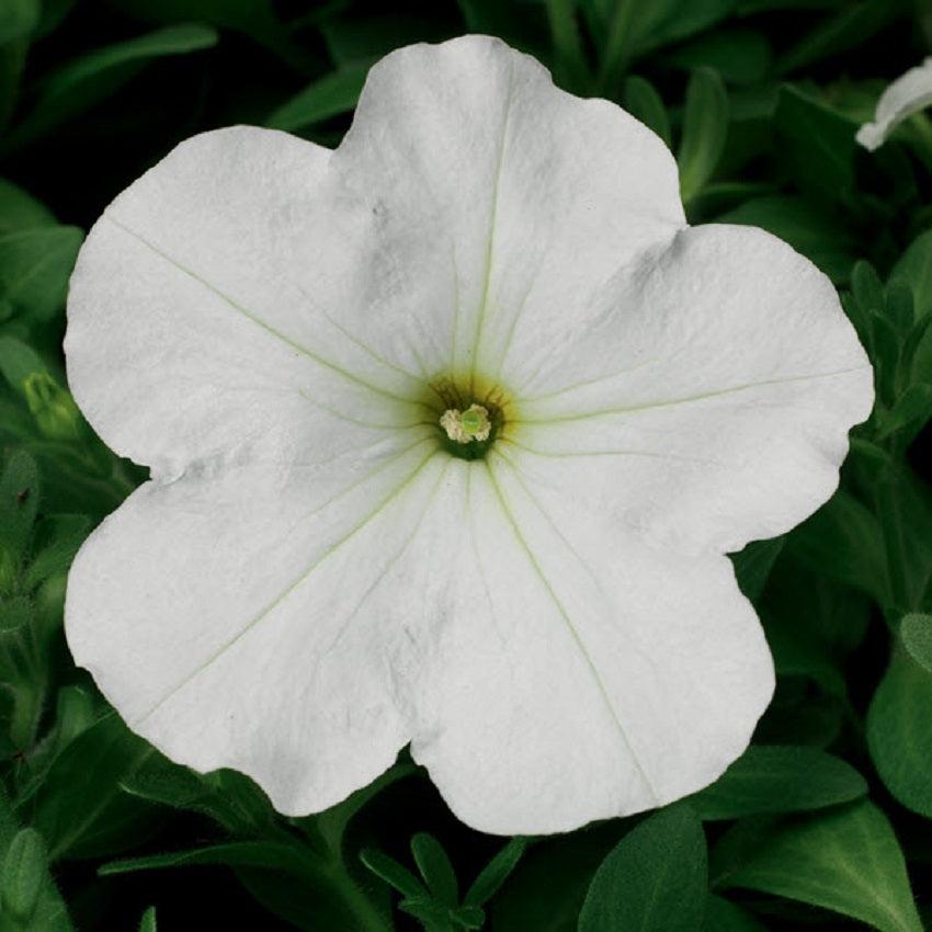 Petunia Hurrah White - View 6 from www redcrocus com