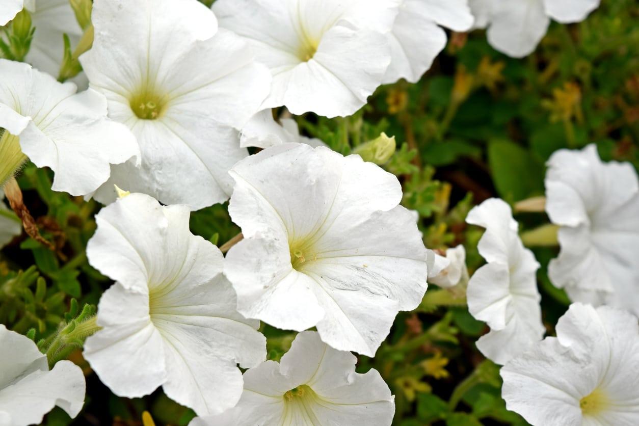 Petunia Hurrah White - View 7 from www redcrocus com