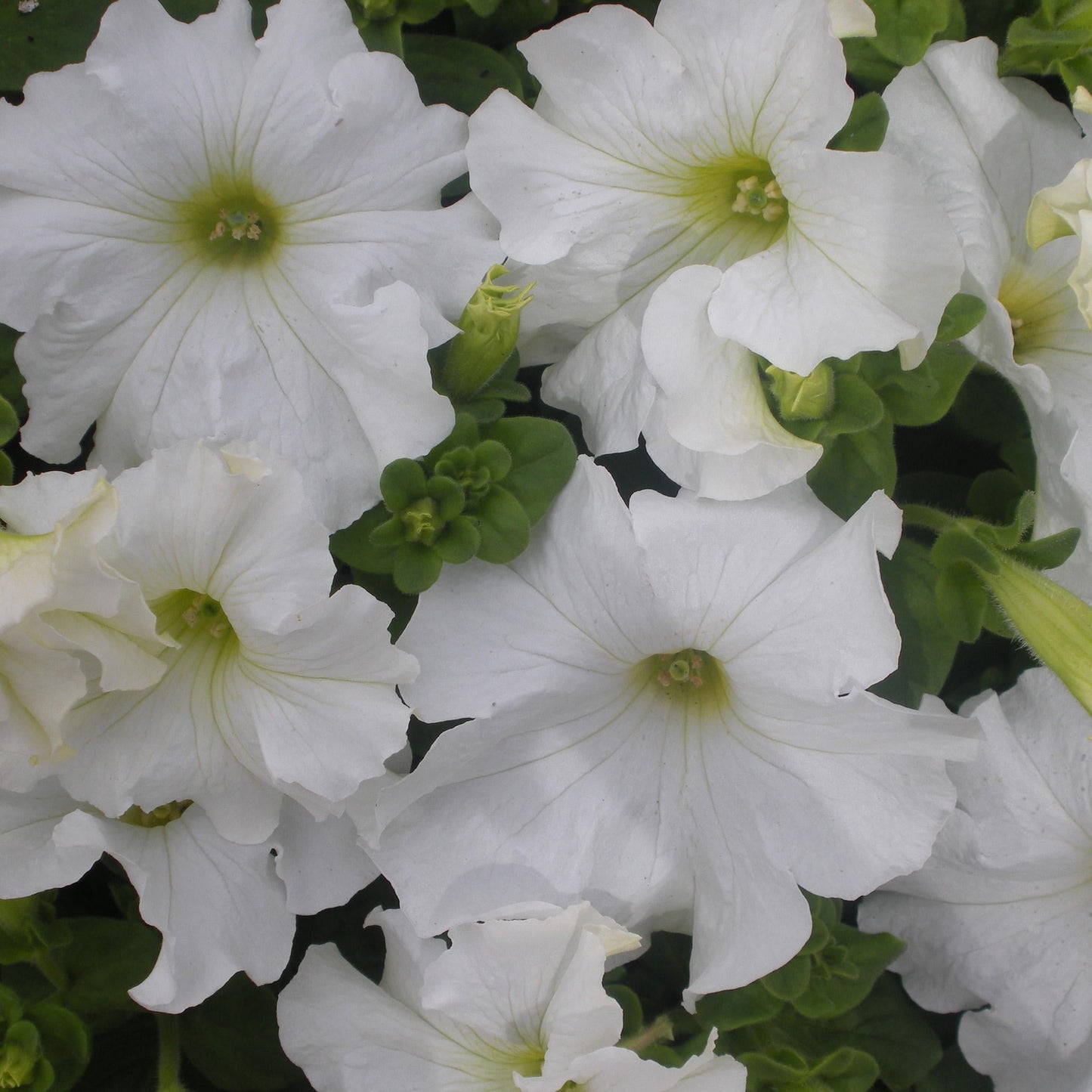 Petunia Hurrah White - View 8 from www redcrocus com