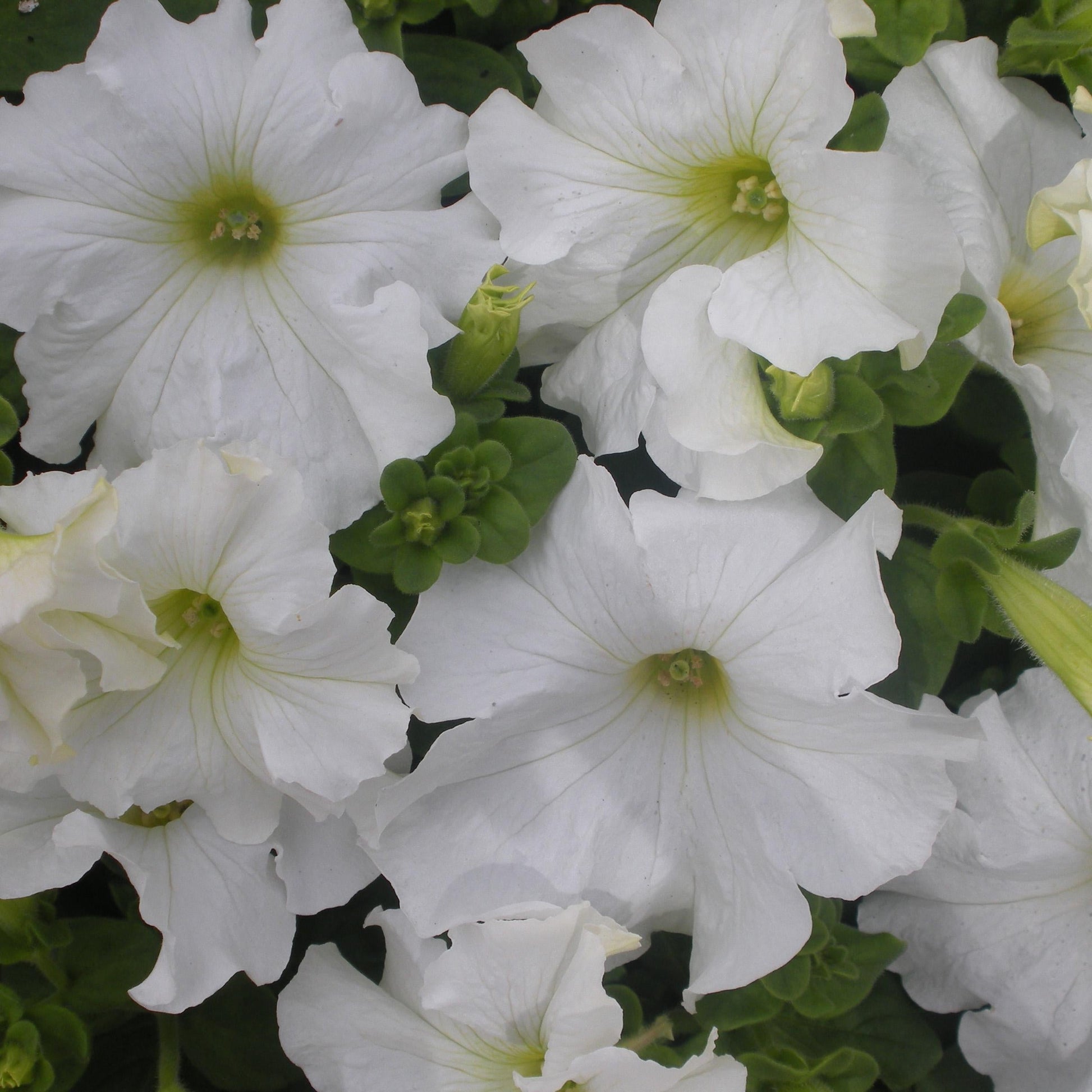 Petunia Hurrah White - View 8 from www redcrocus com
