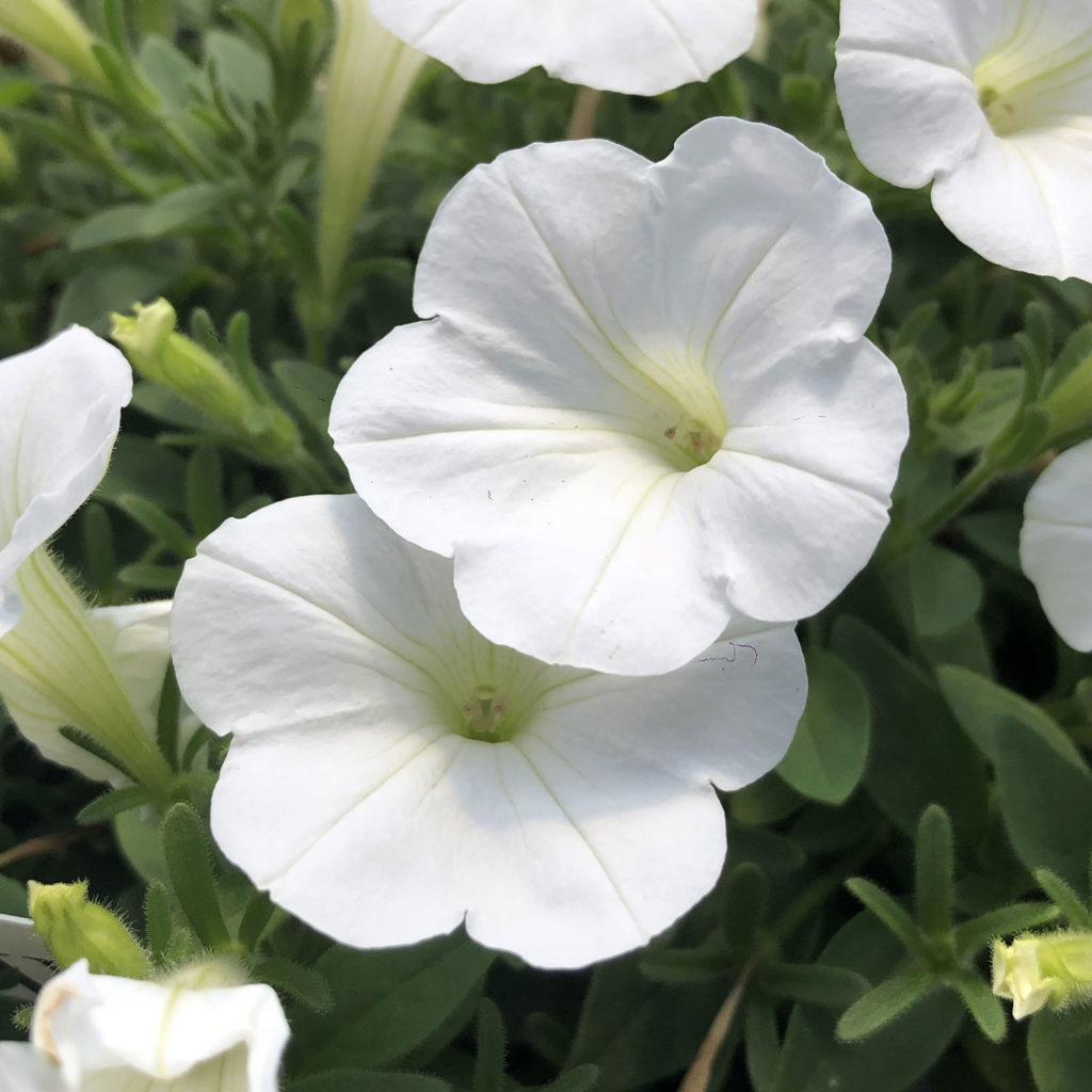 Petunia Hurrah White - View 9 from www redcrocus com