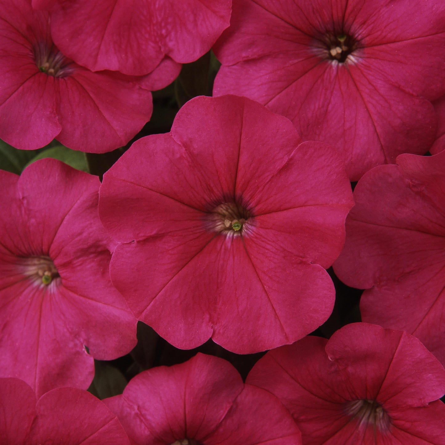 Petunia Madness Pink - View 10 from www redcrocus com