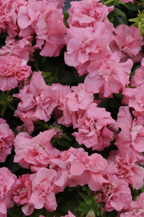 Petunia Madness Pink - View 11 from www redcrocus com