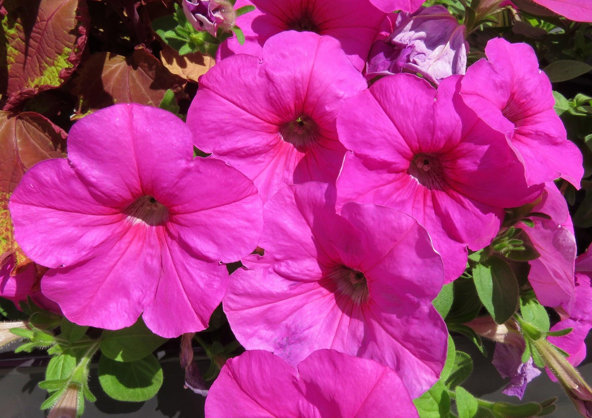 Petunia Madness Pink - View 14 from www redcrocus com
