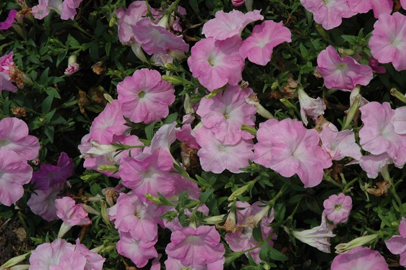 Petunia Madness Pink - View 15 from www redcrocus com