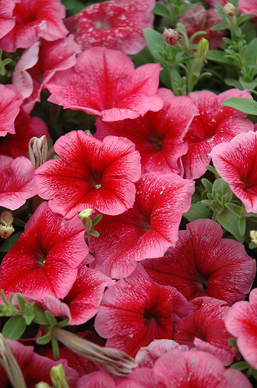 Petunia Madness Pink - View 17 from www redcrocus com