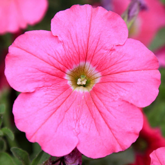 Petunia Madness Pink - View 1 from www redcrocus com