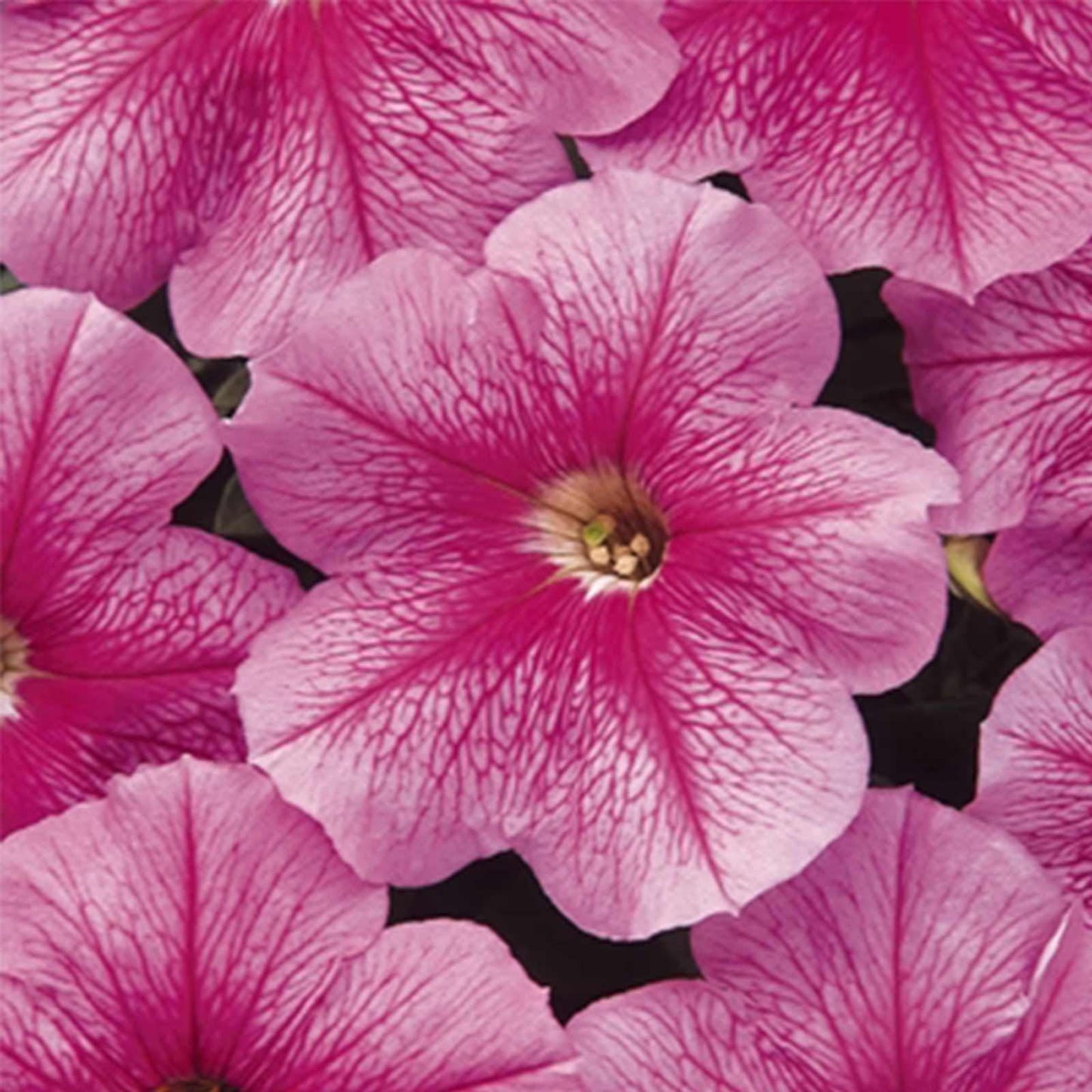 Petunia Madness Pink - View 2 from www redcrocus com