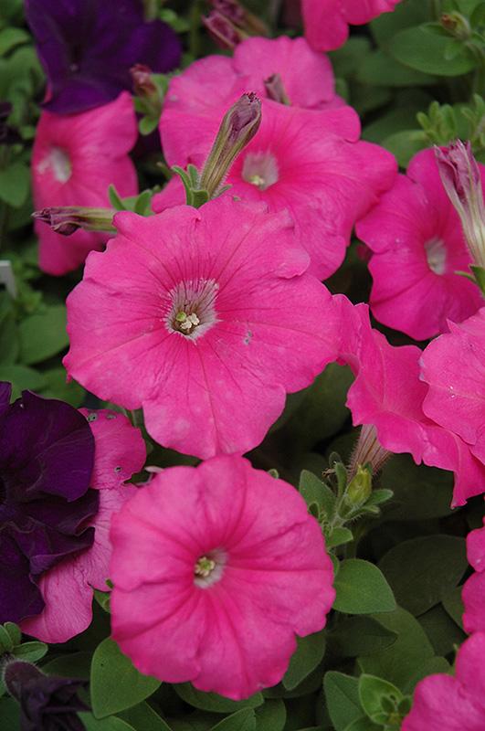 Petunia Madness Pink - View 3 from www redcrocus com