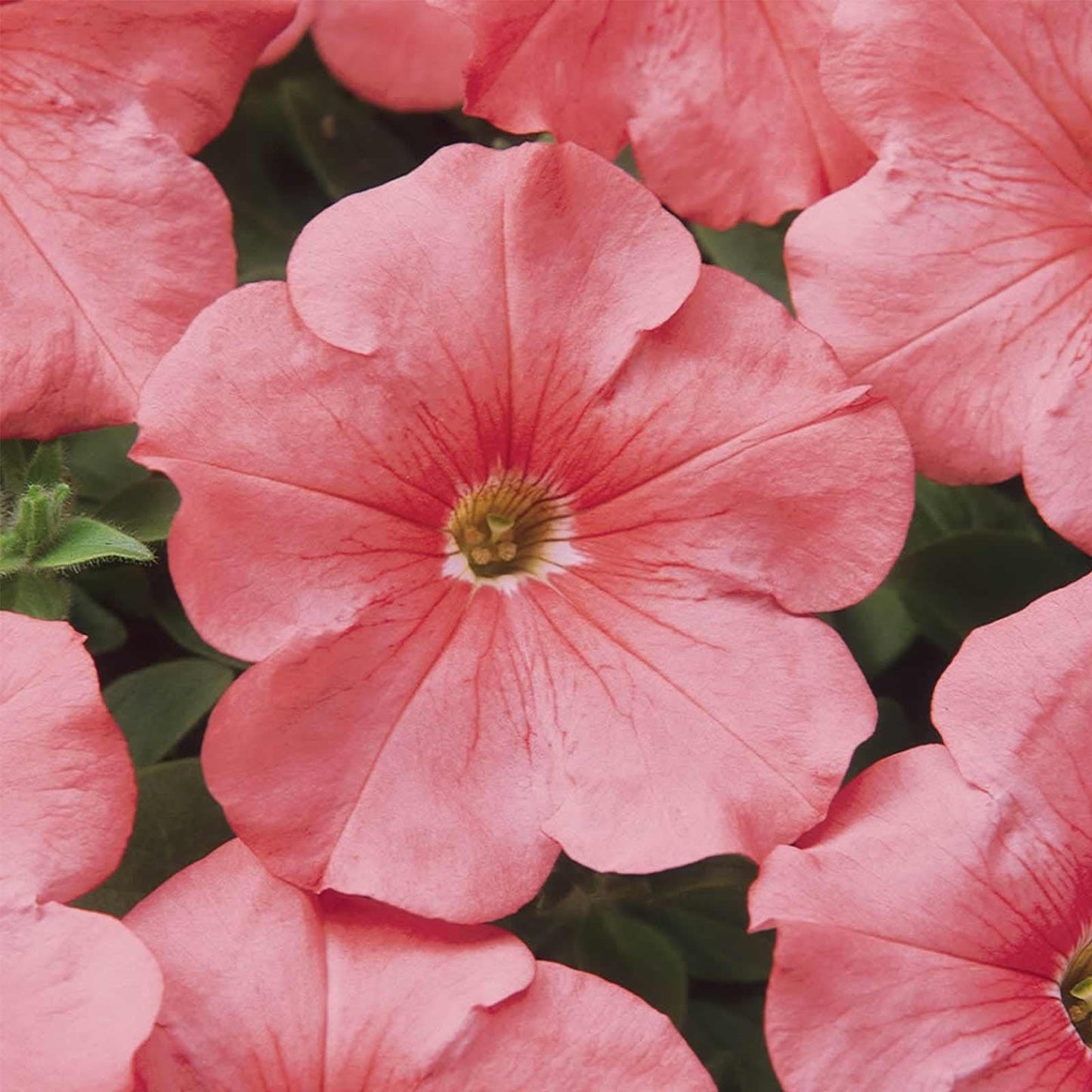 Petunia Madness Pink - View 4 from www redcrocus com