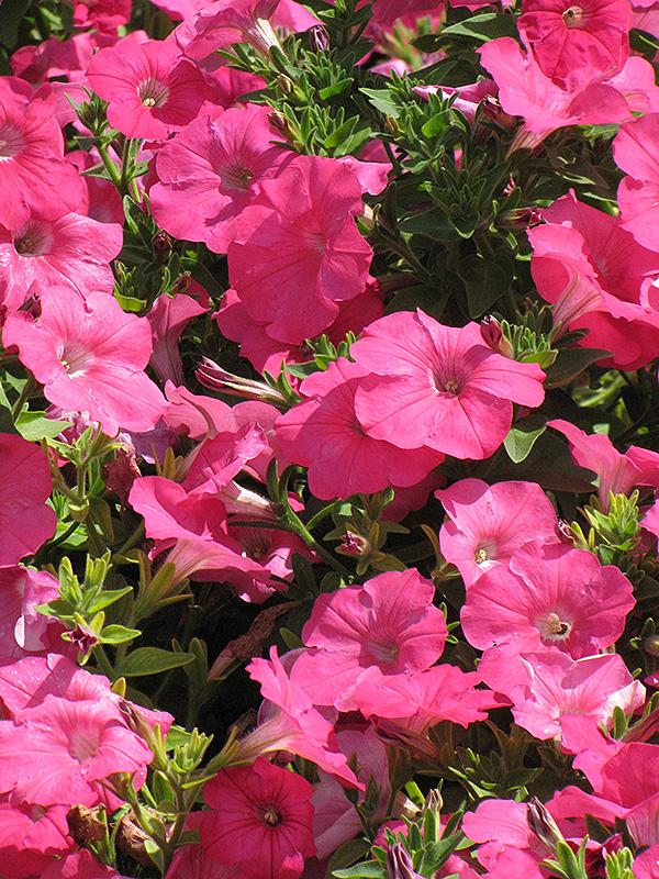 Petunia Madness Pink - View 7 from www redcrocus com