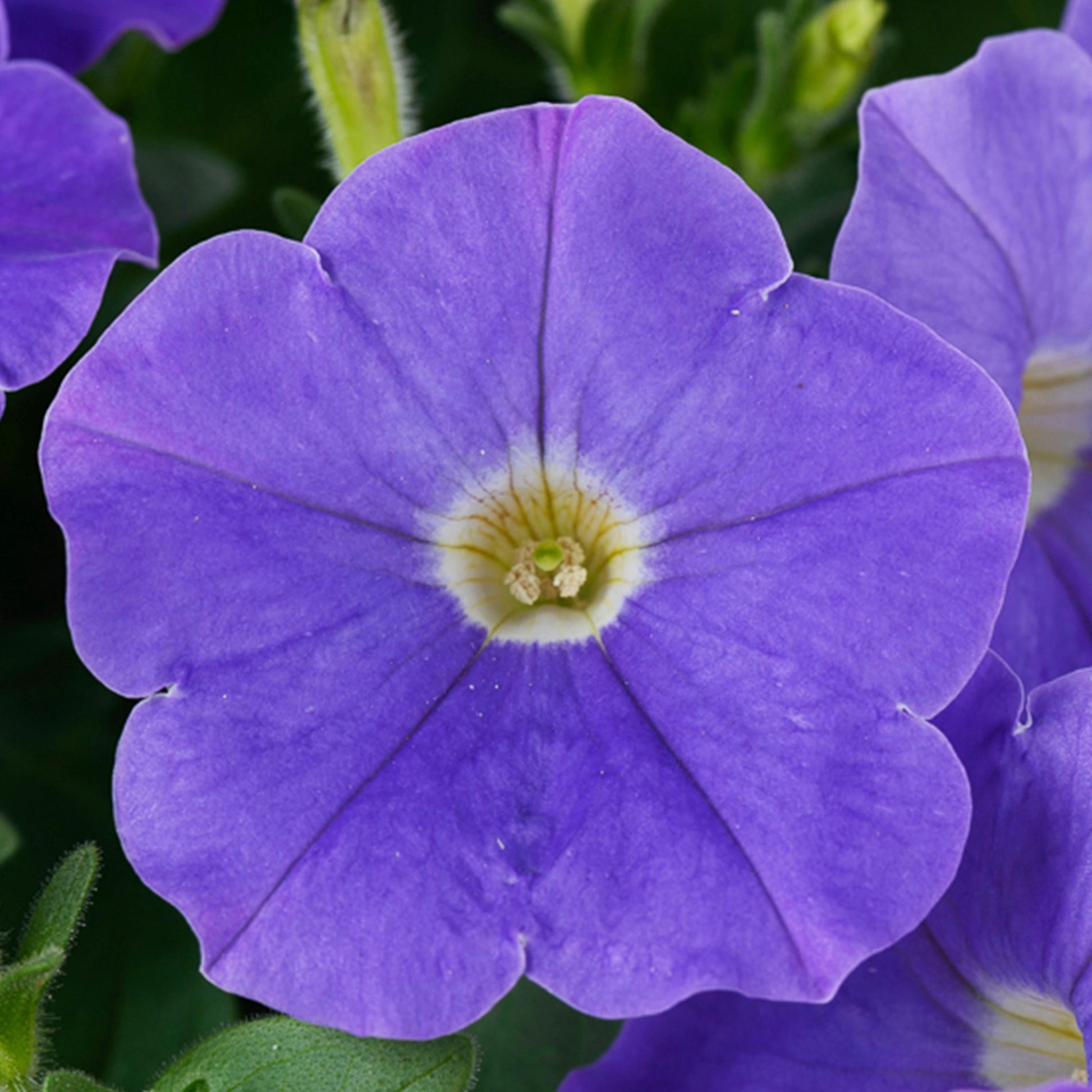 Petunia Madness Sky Blue - View 10 from www redcrocus com