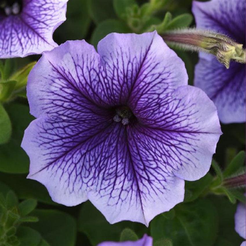 Petunia Madness Sky Blue - View 11 from www redcrocus com
