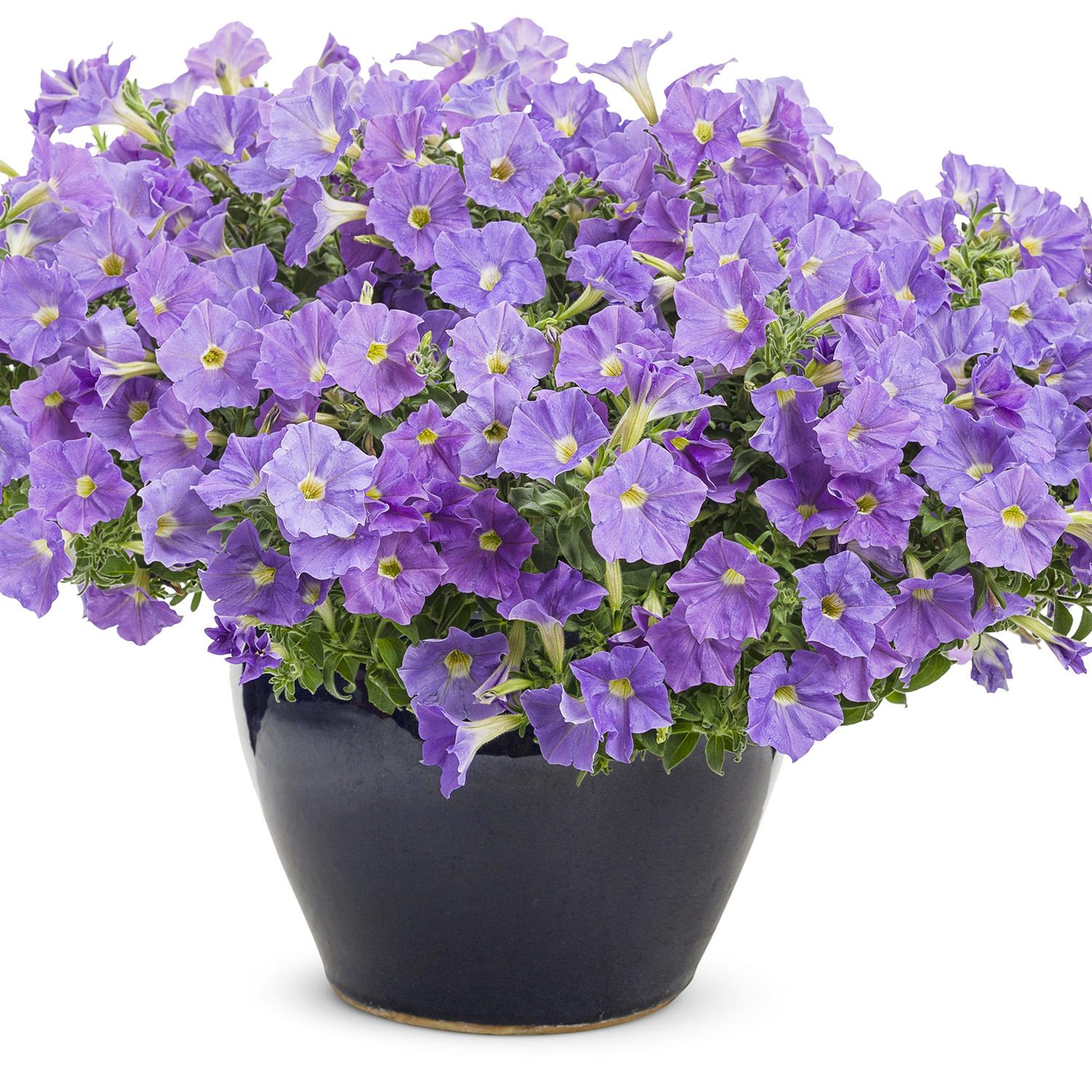 Petunia Madness Sky Blue - View 12 from www redcrocus com