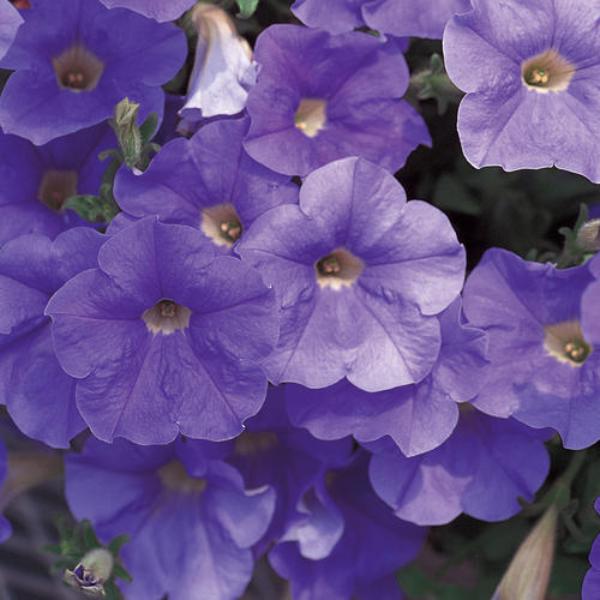 Petunia Madness Sky Blue - View 13 from www redcrocus com