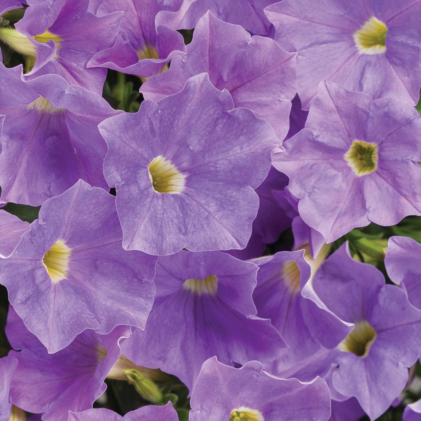 Petunia Madness Sky Blue - View 15 from www redcrocus com