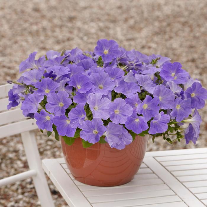 Petunia Madness Sky Blue - View 17 from www redcrocus com