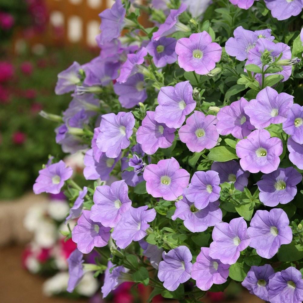 Petunia Madness Sky Blue - View 18 from www redcrocus com