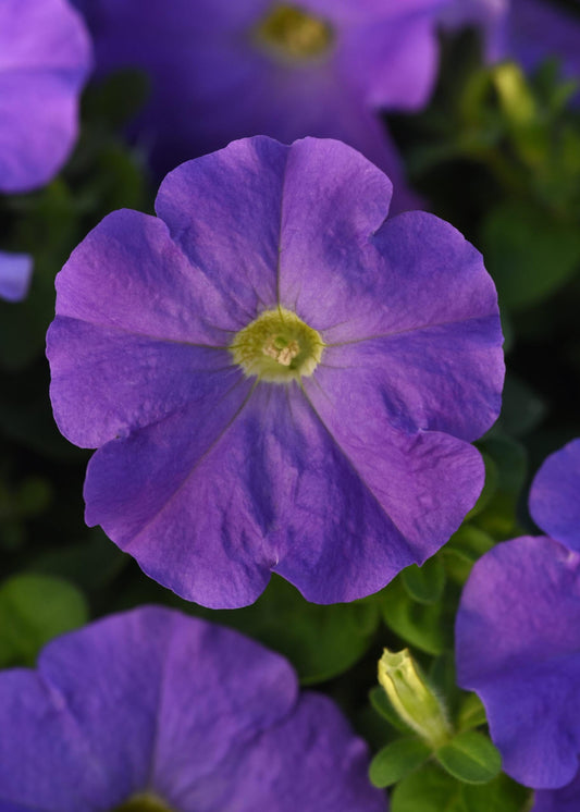 Petunia Madness Sky Blue - View 1 from www redcrocus com