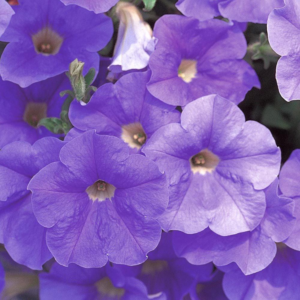 Petunia Madness Sky Blue - View 2 from www redcrocus com