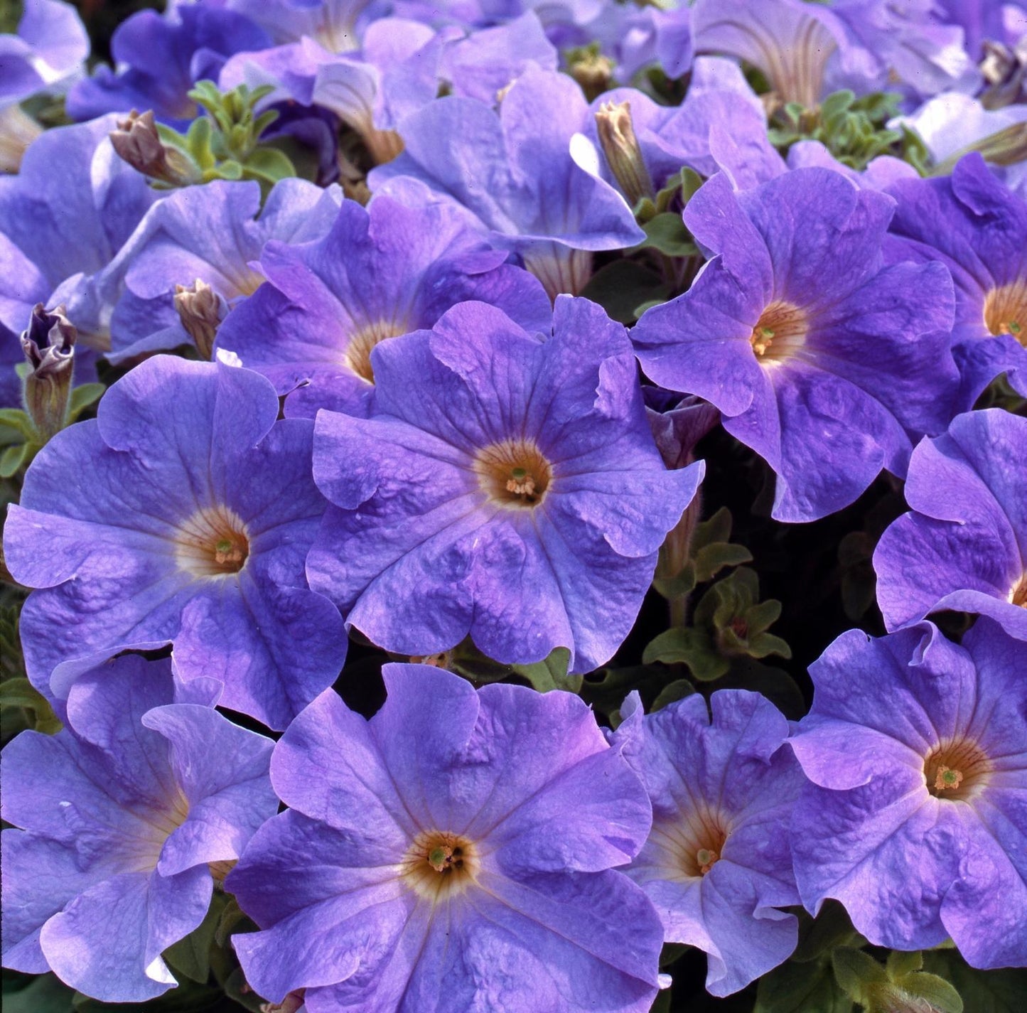 Petunia Madness Sky Blue - View 3 from www redcrocus com