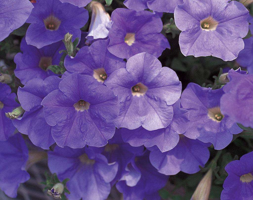 Petunia Madness Sky Blue - View 4 from www redcrocus com