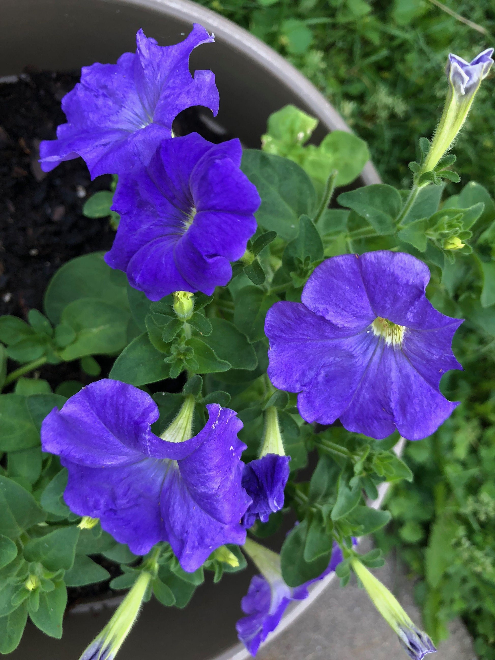 Petunia Madness Sky Blue - View 6 from www redcrocus com