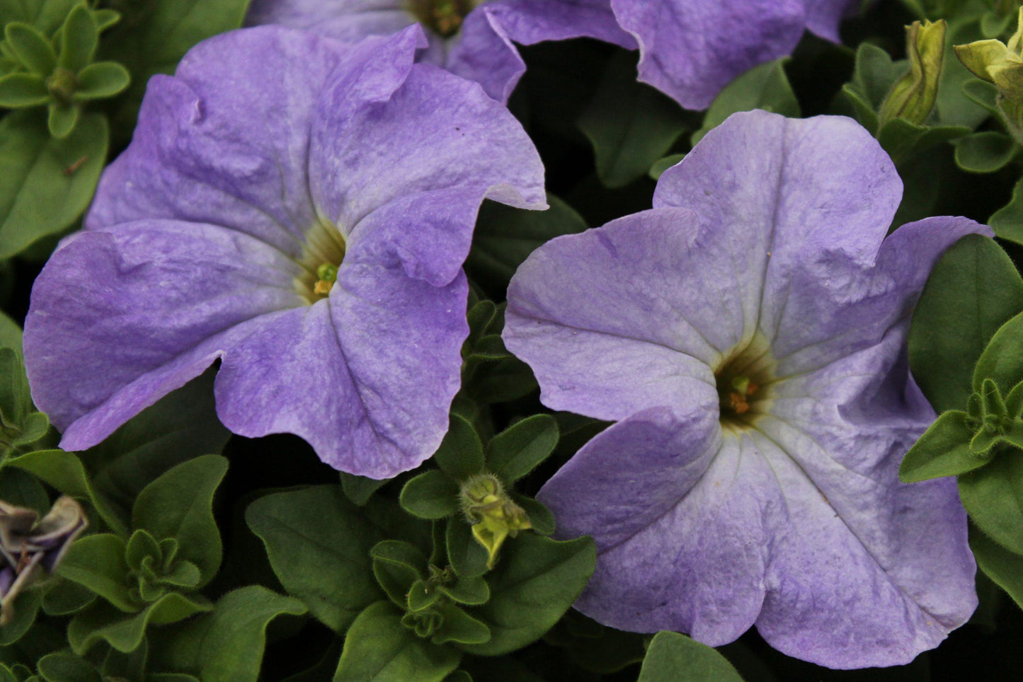 Petunia Madness Sky Blue - View 7 from www redcrocus com