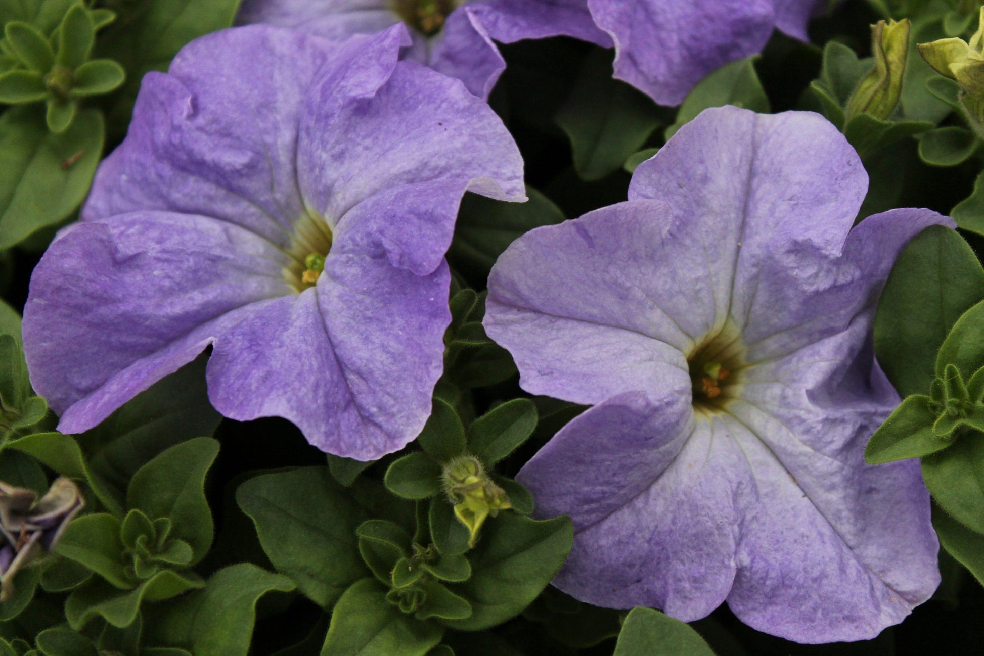 Petunia Madness Sky Blue - View 7 from www redcrocus com