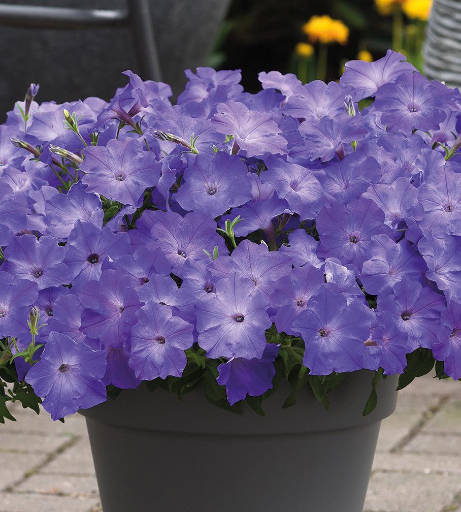 Petunia Madness Sky Blue - View 8 from www redcrocus com