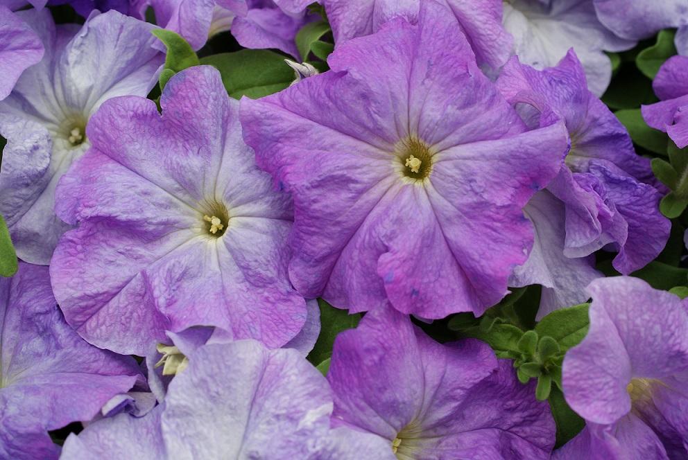 Petunia Madness Sky Blue - View 9 from www redcrocus com