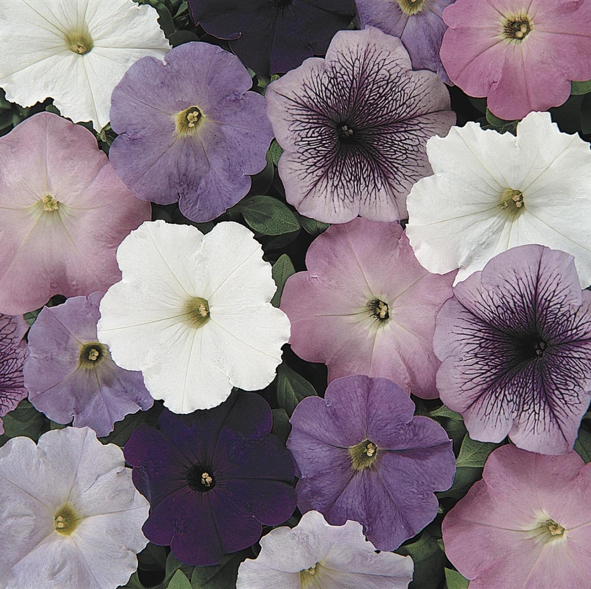 Petunia Madness Waterfall Mix - View 10 from www redcrocus com