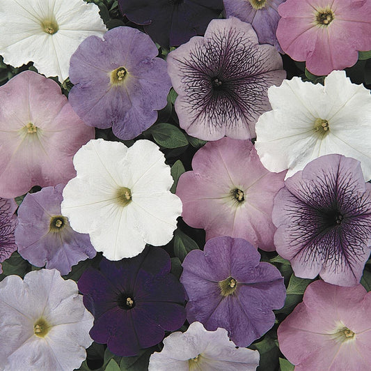 Petunia Madness Waterfall Mix - View 10 from www redcrocus com