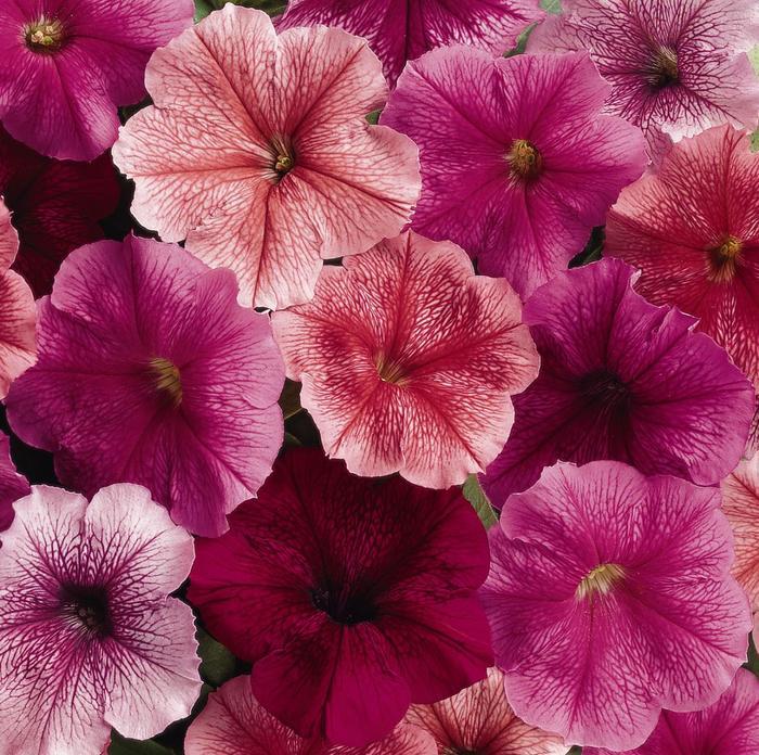 Petunia Madness Waterfall Mix - View 11 from www redcrocus com